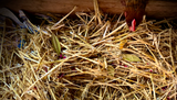 Do birds use herbs in their nests? Why chicken nesting herbs are based in science