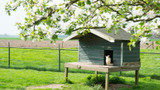 Why you should clean the chicken coop