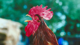 Why your Hen is Crowing