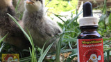 Why we choose Mega Mineral Supplement for our Chickens