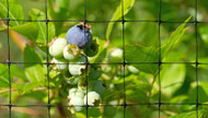 What can you use Bird Netting for?