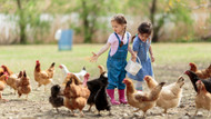Questions kids ask about chickens