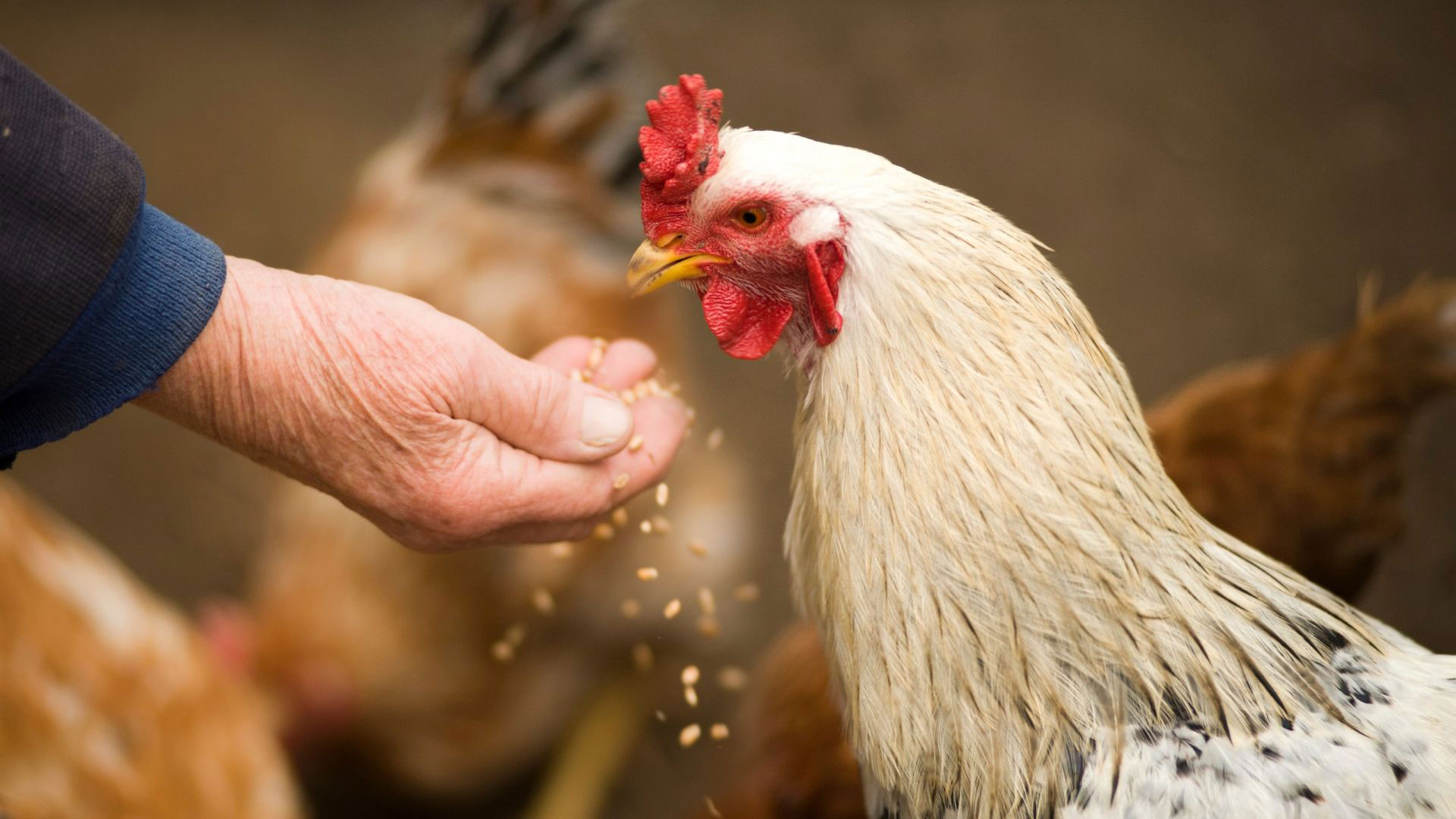 The Best Chicken Feed for Laying Hens DineAChook