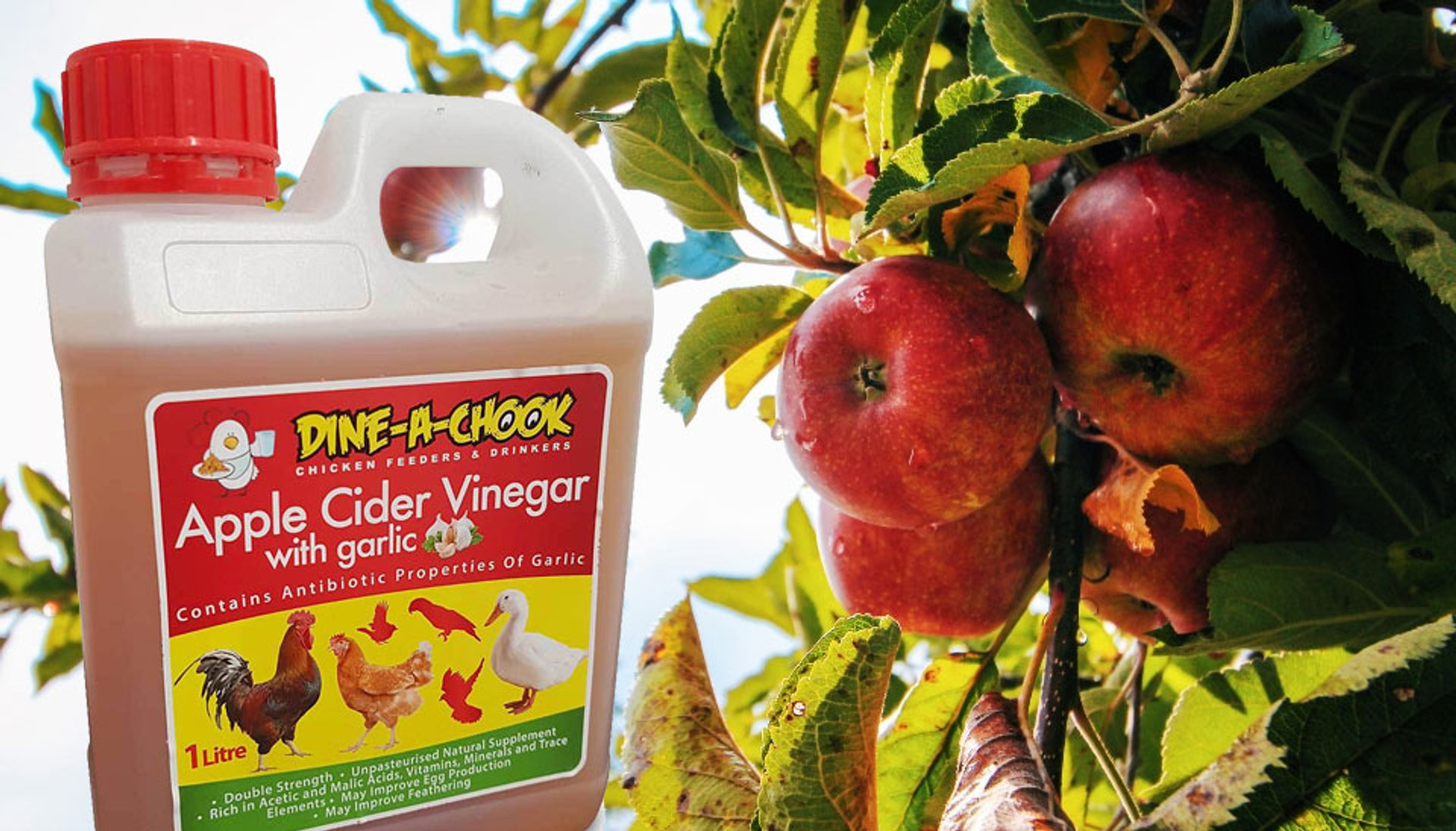 Does Apple Cider Vinegar help stop Coccidiosis in Chickens Dine a Chook