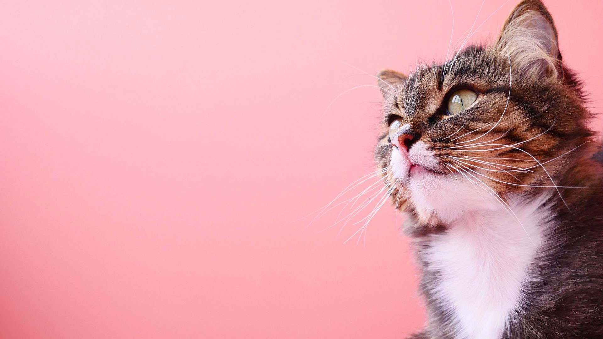 Are Cats A Threat To Chickens Dine A Chook