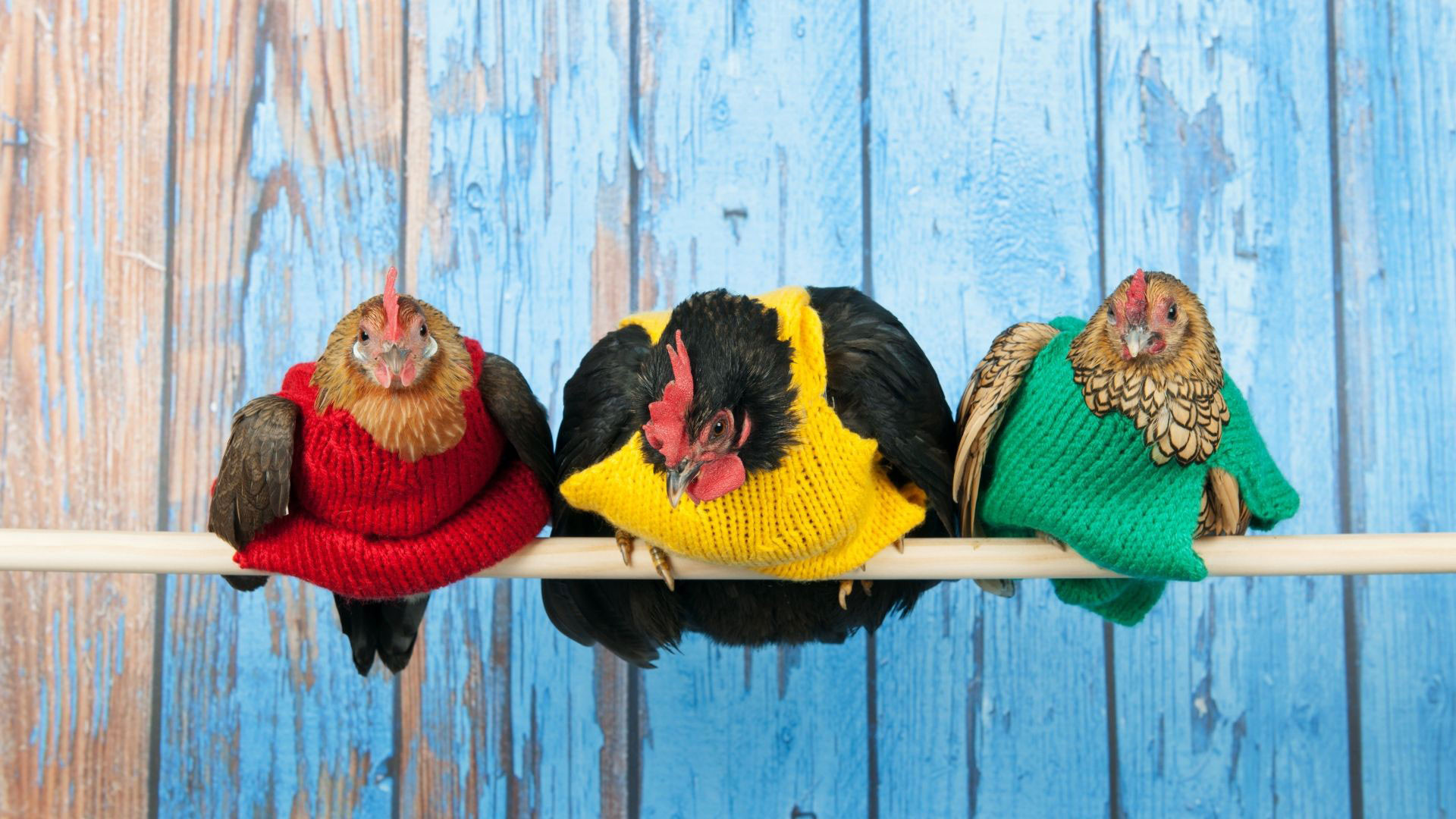 Why is my chicken losing weight? Find out the reasons. - Dine-A-Chook