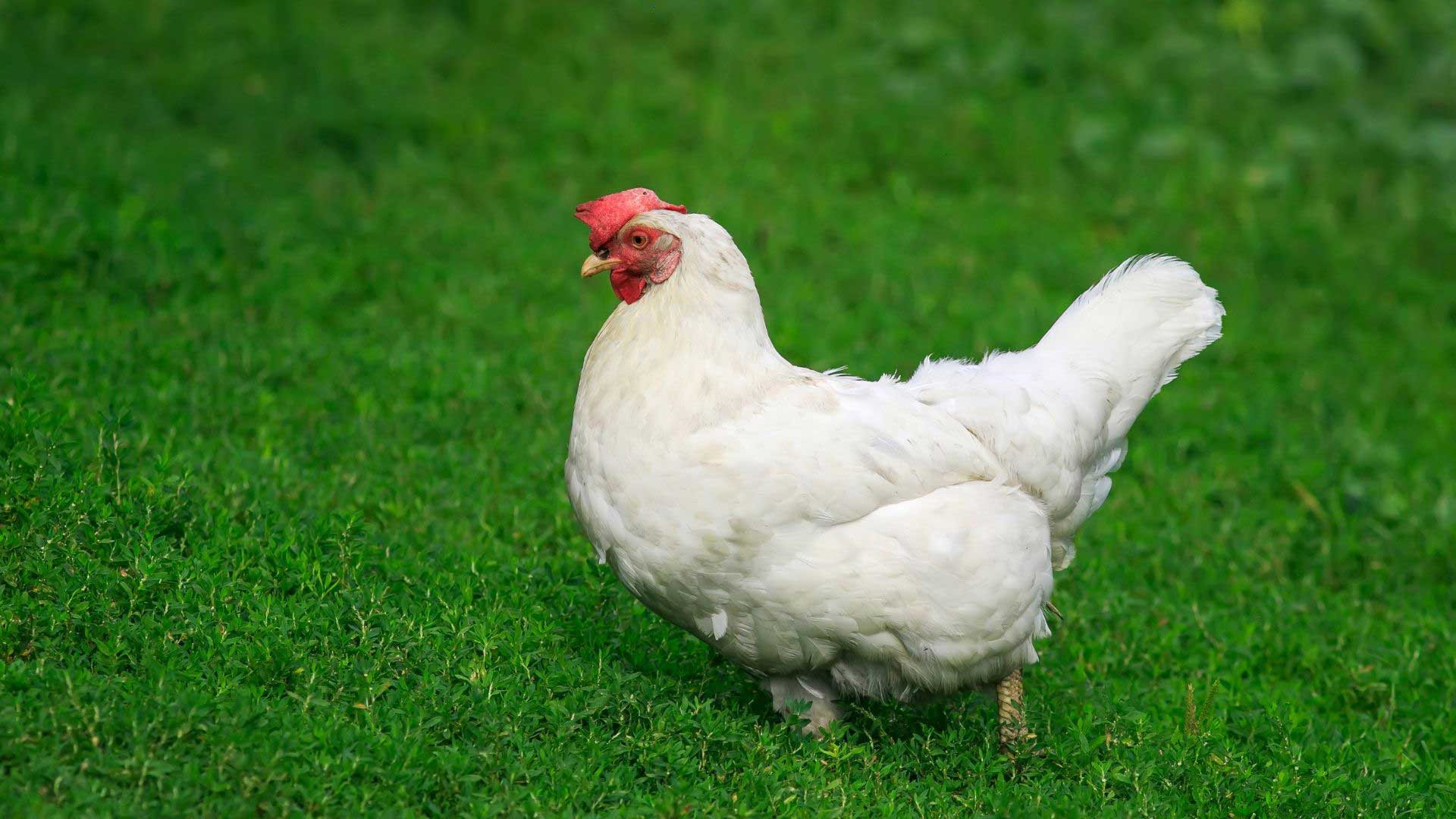 What are the Symptoms of Chicken Gapeworm? DineAChook