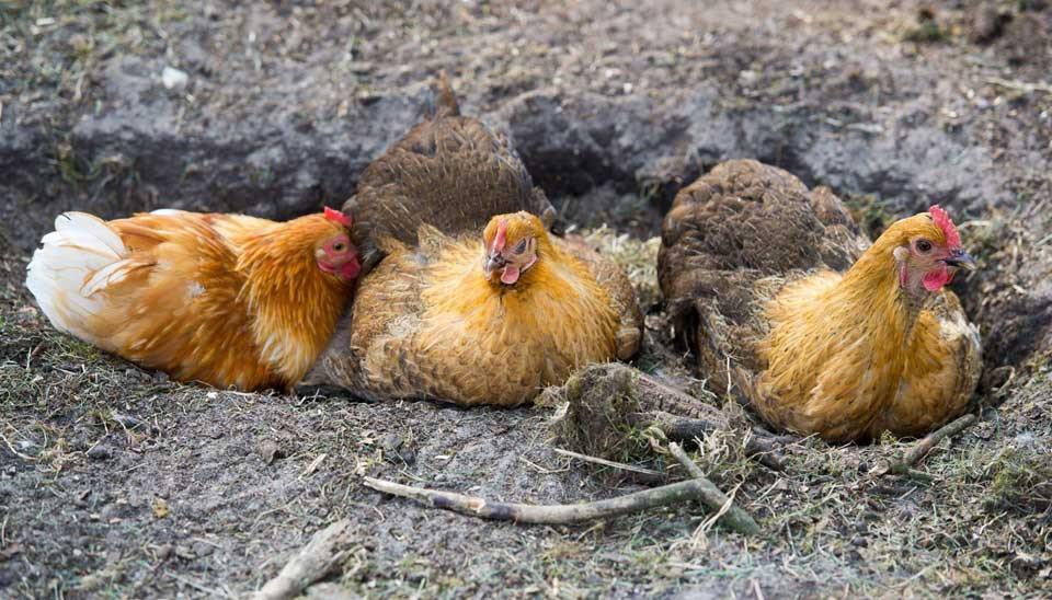 What is a Chicken Dust Bath? Easy steps to make one DineAChook