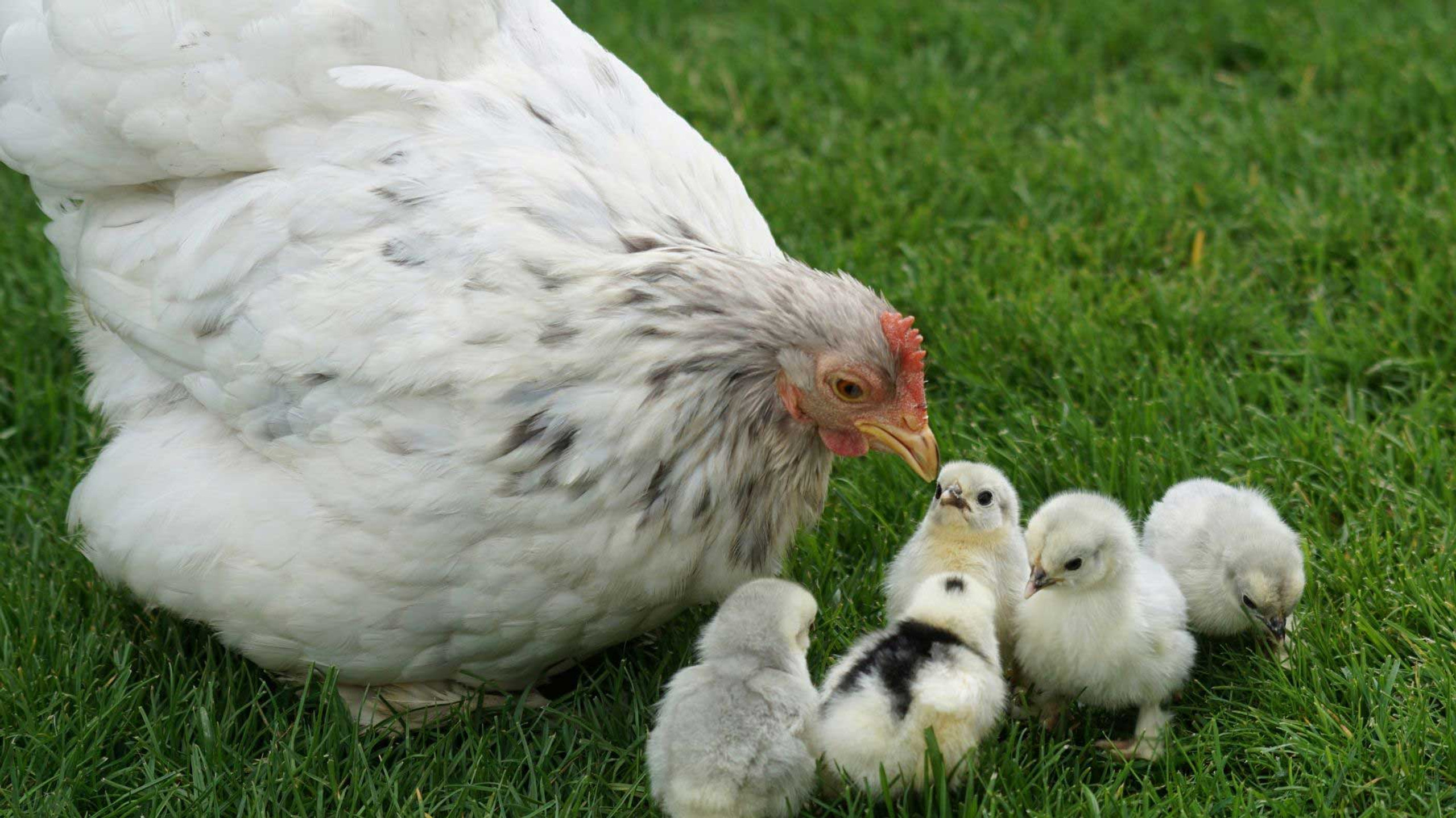 can-you-keep-ducks-geese-and-chickens-together-dine-a-chook