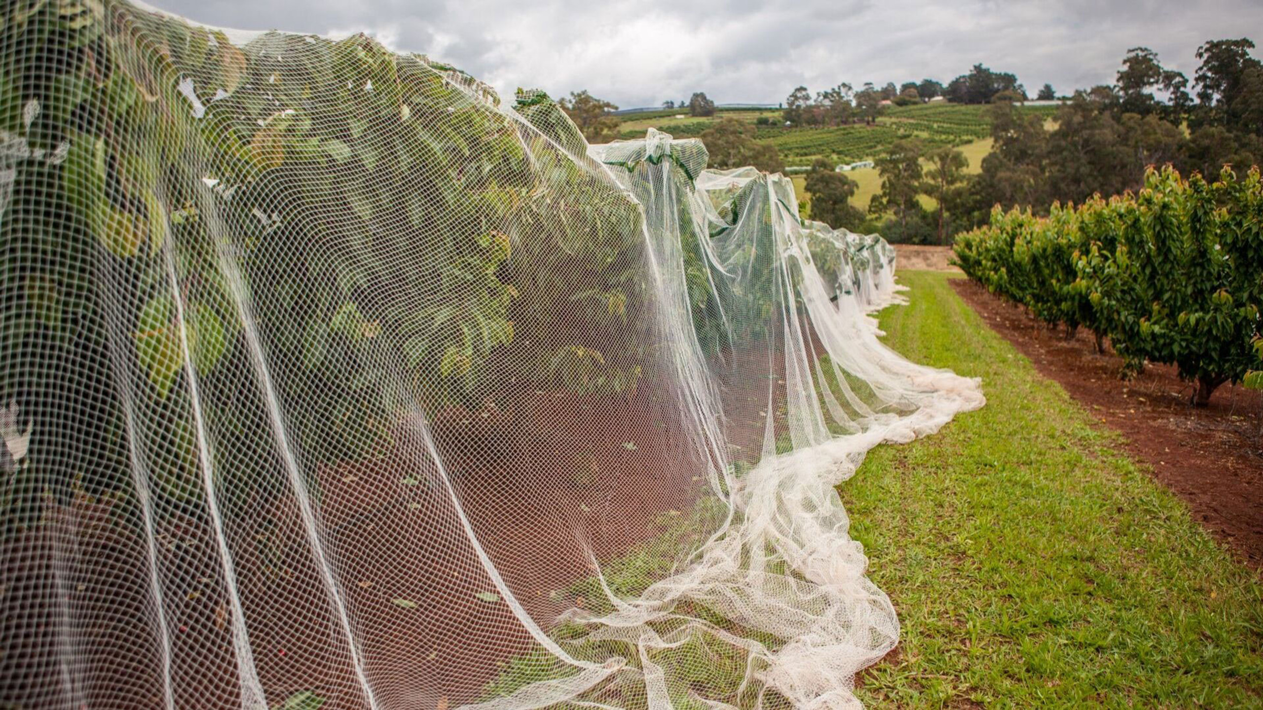 Netting your Fruit Trees DineAChook
