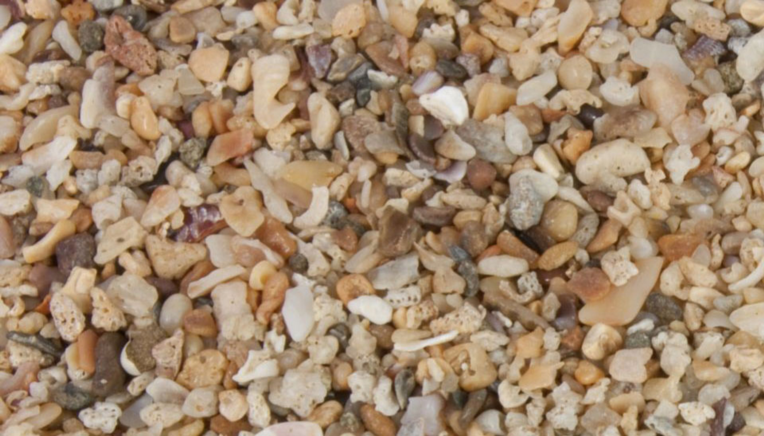 Do my chickens need shell grit? DineAChook