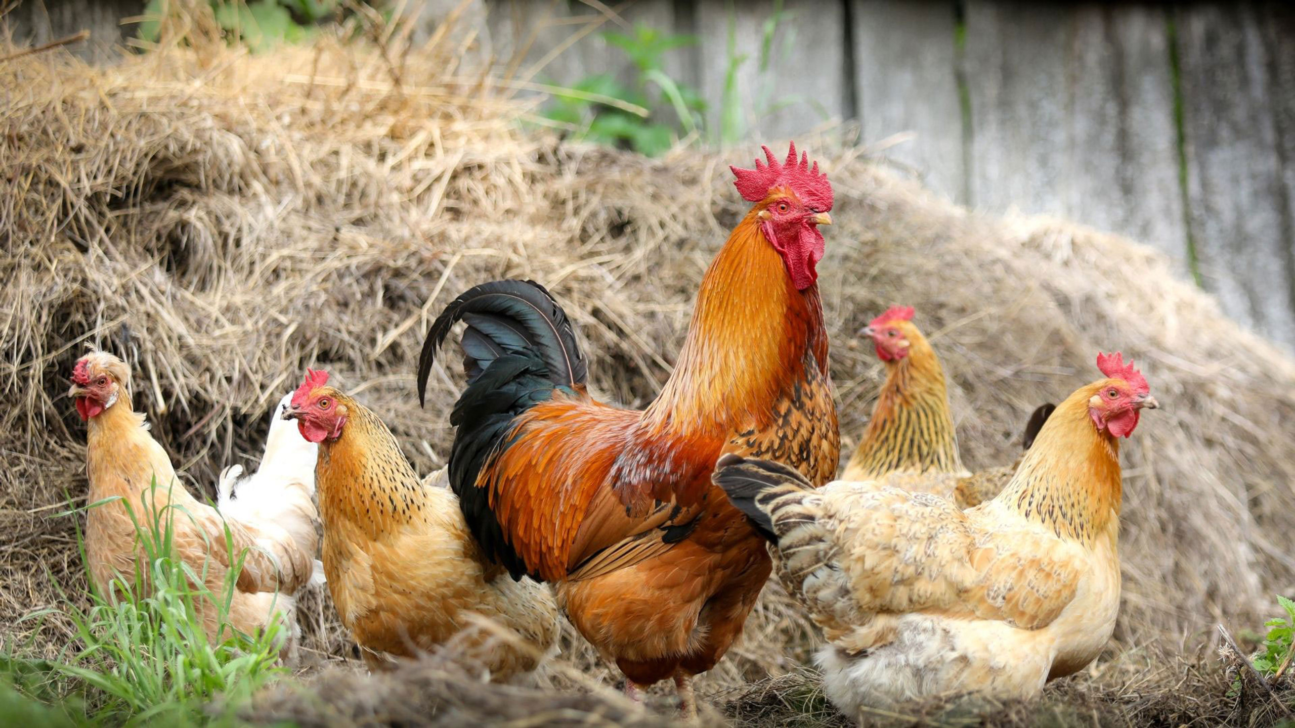 How to treat worms in chickens DineAChook