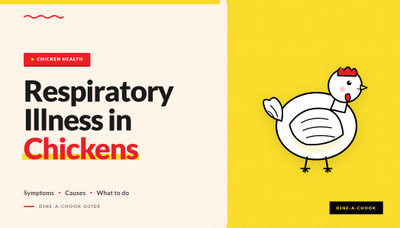 Respiratory Illness in Chickens: Symptoms, Causes & What To Do