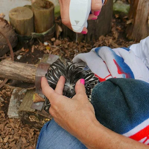 Vetericyn Plus Poultry Care 237ml trigger spray bottle in use