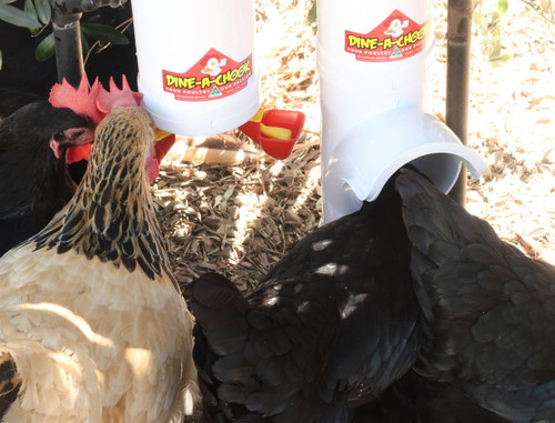Dine a Chook Large Chicken Feeder and Twin Lubing Drinker