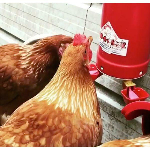 Dine a Chook The Big Red Chook feeder and Twin lubing cup drinker
