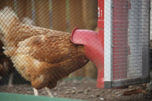 Dine a Chook The Big Red Chicken Feeder Dine a Chook The Big Red Chicken Feeder