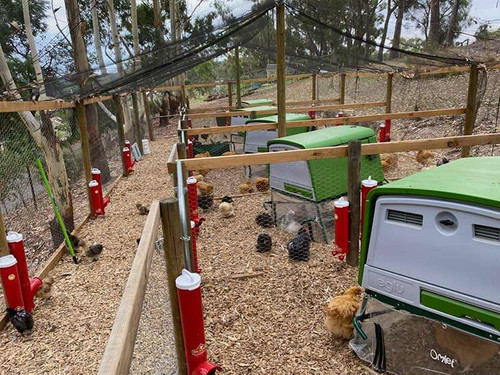 Dine a Chook The Big Red Chicken Feeder Dine a Chook The Big Red Chicken Feeder