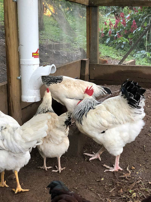 Dine a Chook Large Chicken Poultry Feeder Triple Pack Dine a Chook Large Chicken Poultry Feeder Triple Pack