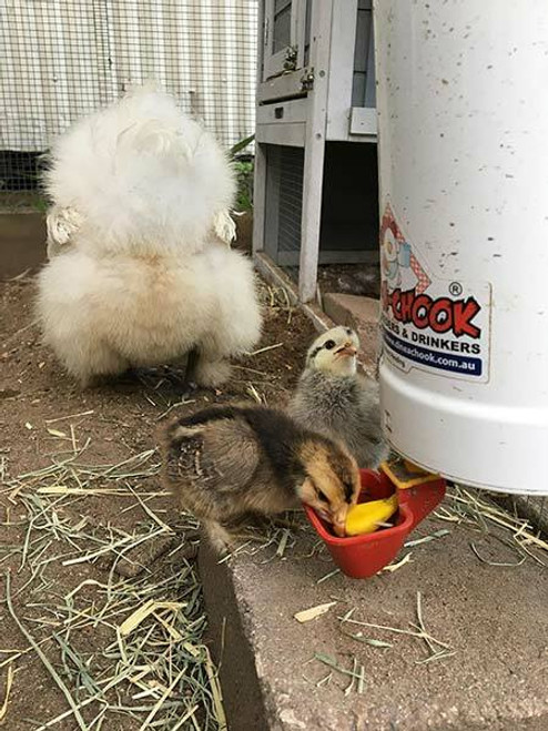 Dine a Chook Dine A Chook Poultry Lubing Drinker 2lt with Twin Cups