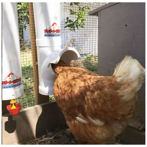 Isa Brown chicken eating from a Dine-A-Chook feeder next to a Dine-A-Chook drinker mounted on wire mesh. Isa Brown chicken eating from a Dine-A-Chook feeder next to a Dine-A-Chook drinker mounted on wire mesh.