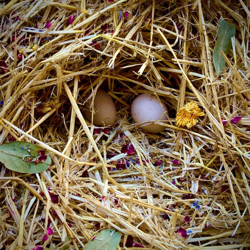 Nesting Herbs for Hens 155gm - Dine a Chook  Nesting Herbs for Hens 155gm - Dine a Chook
