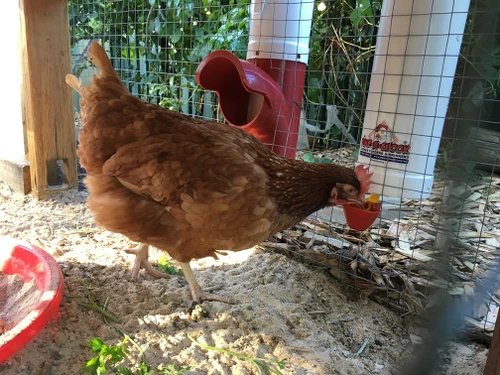 Isa Brown hen feeding from a Dine-A-Chook feeder hood inside the run while the feeder body sits outside the wire