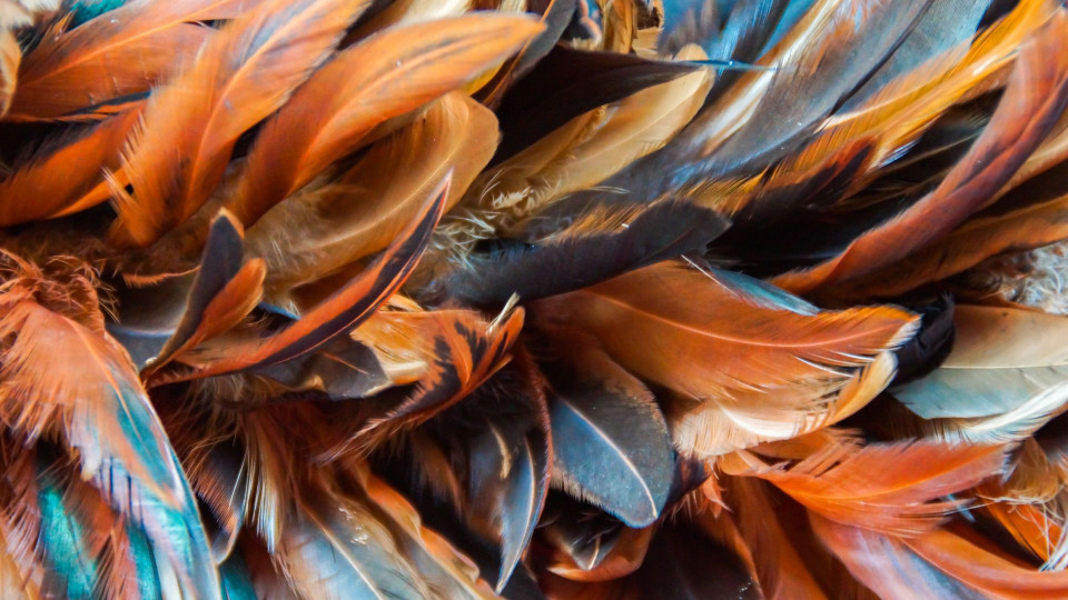 Recognise and Stop Chicken Feather Pecking DineAChook