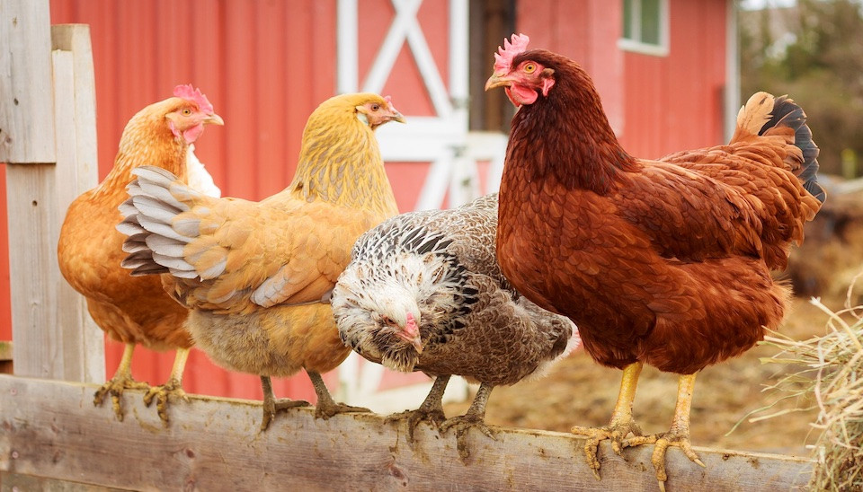 Sour Crop in Chickens Symptoms and Treatment DineAChook