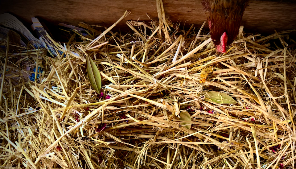 Do birds use herbs in their nests? Why chicken nesting herbs are based