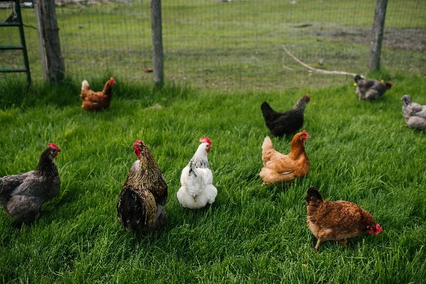 Active healthy backyard chickens free-ranging