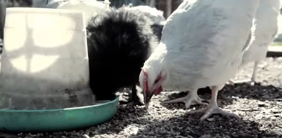 Hens eating from a bell-style hanging feeder with feed scattered on the ground around it