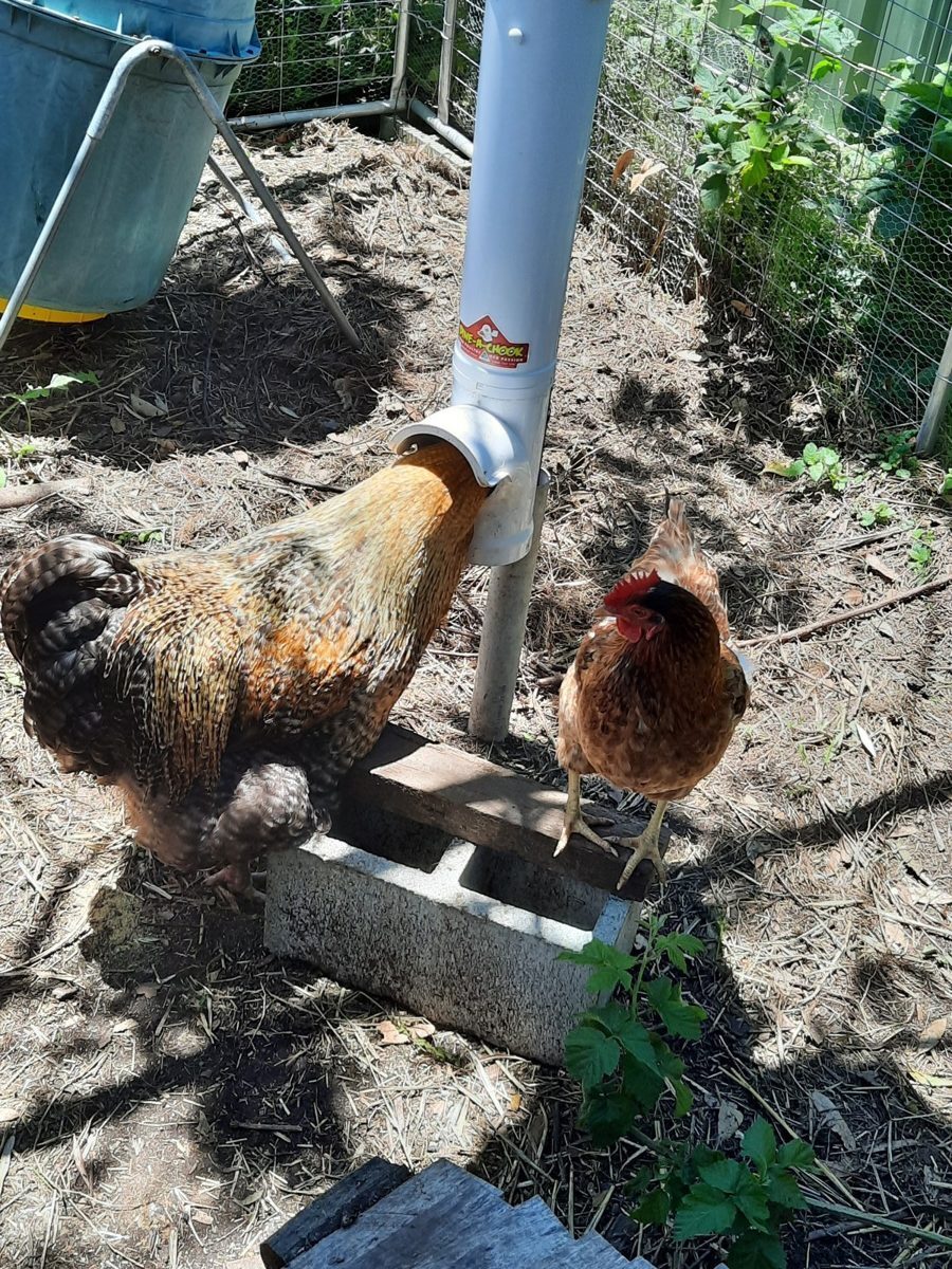 Dine-A-Chook feeder mounted on a star picket in a backyard run, hens feeding