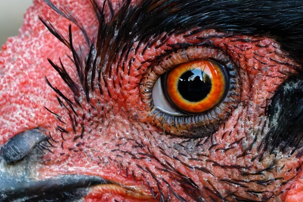 Bright clear chicken eyes indicating good health