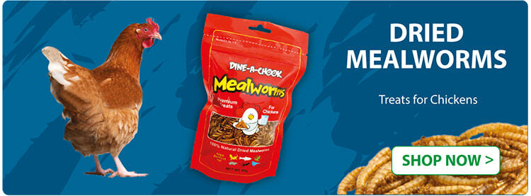 Dried Mealworms For Chickens | High protein treats, Australian made | Dine A Chook