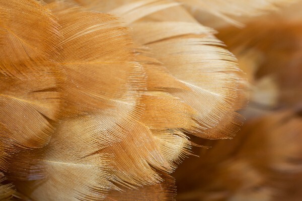 Glossy healthy chicken feathers