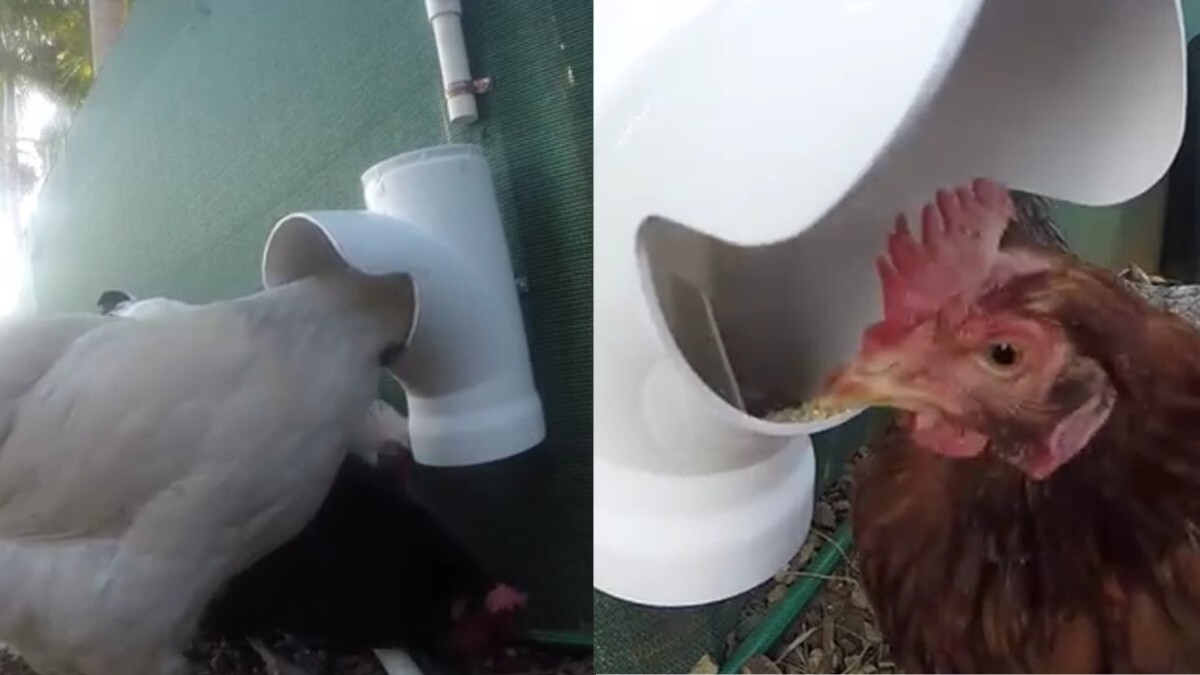 GoPro camera setup inside chicken coop to observe feeding behaviour