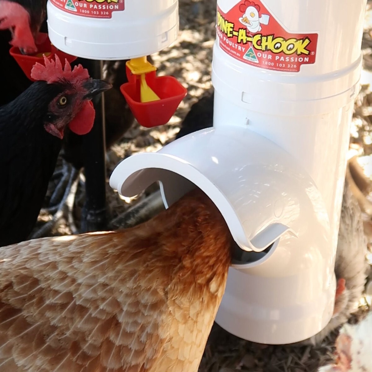 Isa Brown chicken eating from a Dine-A-Chook feeder