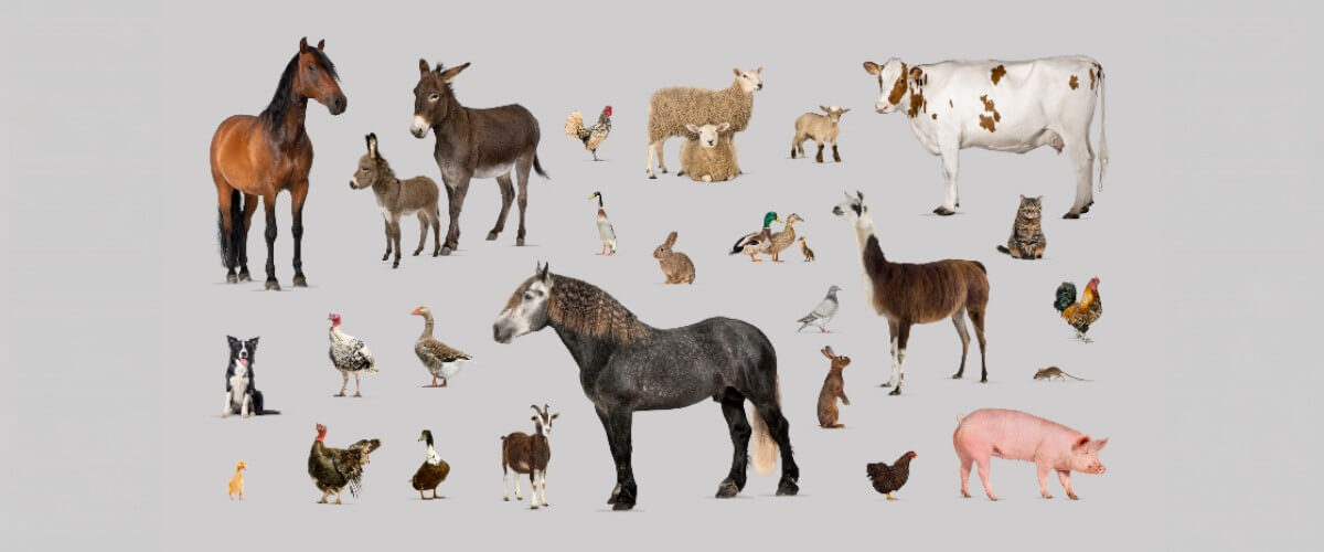 Various farm animals that can benefit from mineral supplementation