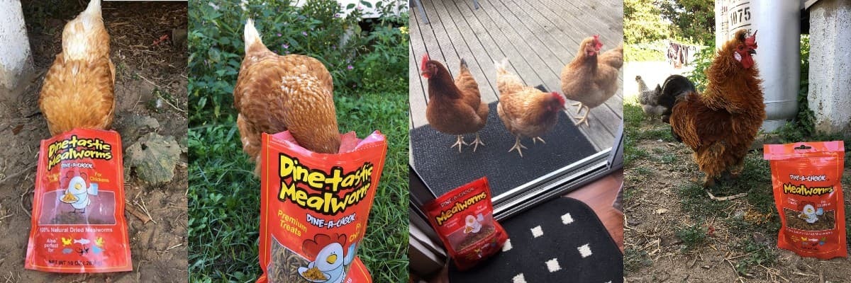 Backyard chickens enjoying Dine-A-Chook dried mealworms - customer photos showing hens eating from the bag