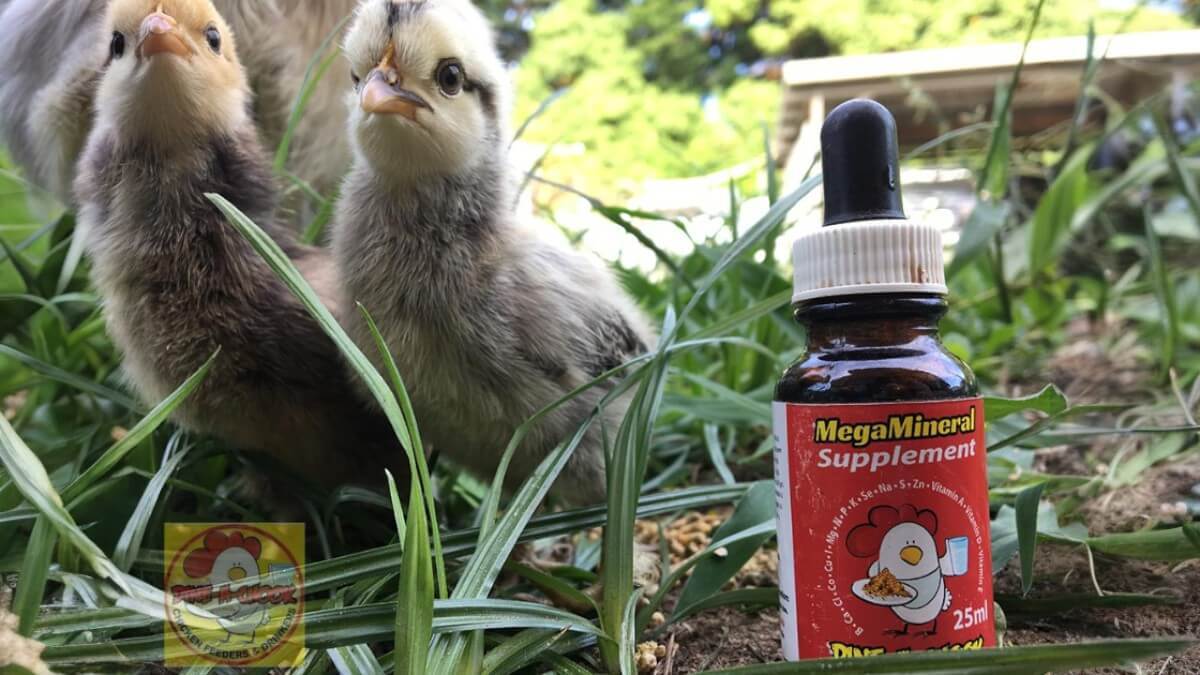 Healthy backyard chickens with Dine-A-Chook Mega Mineral Supplement