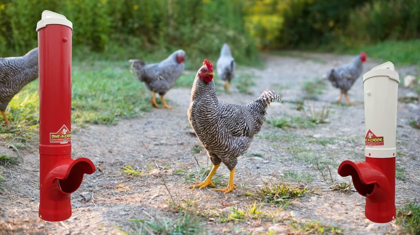 Mounting Dine-A-Chook Feeder Colours