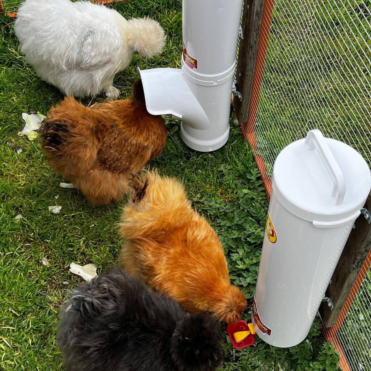 Silkie chickens using a Dine-A-Chook feeder