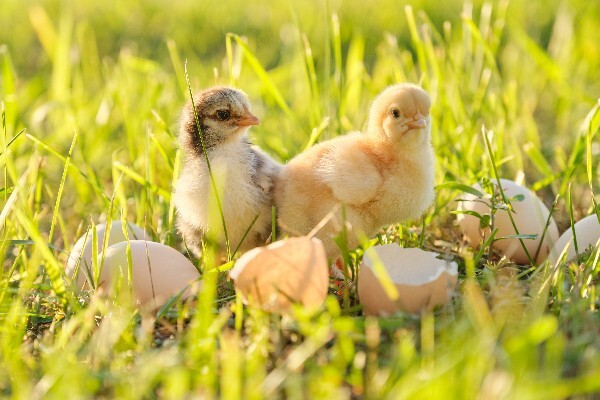 Healthy chicks hatched from well-nourished hens