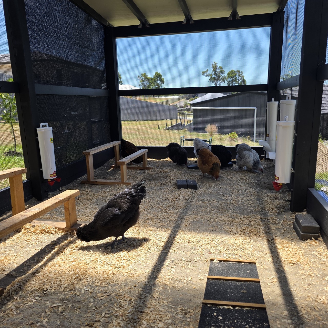 Two Dine-A-Chook Large Chicken Feeders and Twin Cup Waterers installed inside a chicken coop with flock
