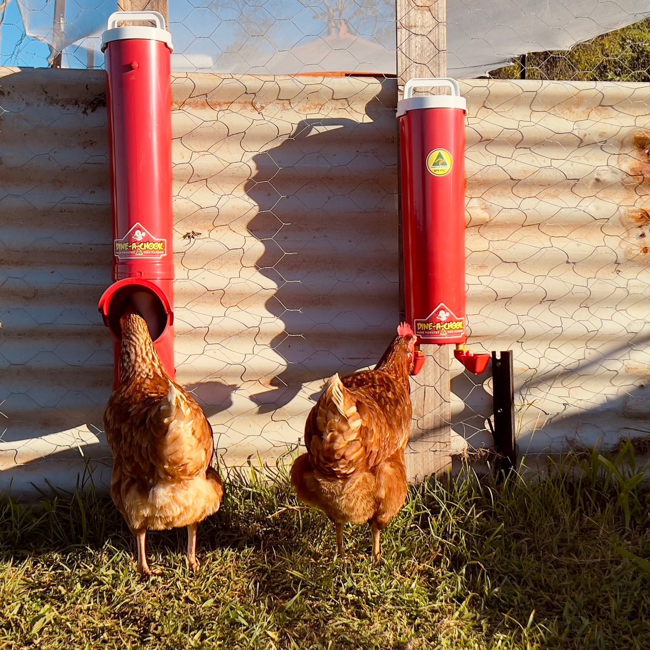 The Big Red Chook feeder and Twin lubing cup drinker