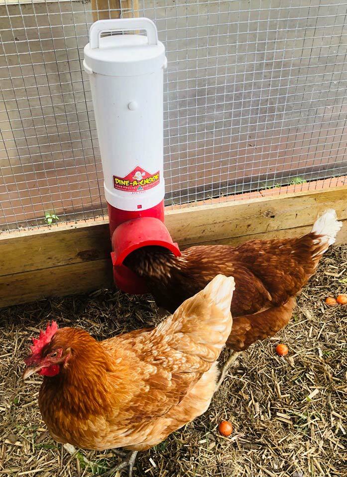 Chicken Feeder and Drinker & Mealworms Bundle · Fast Delivery
