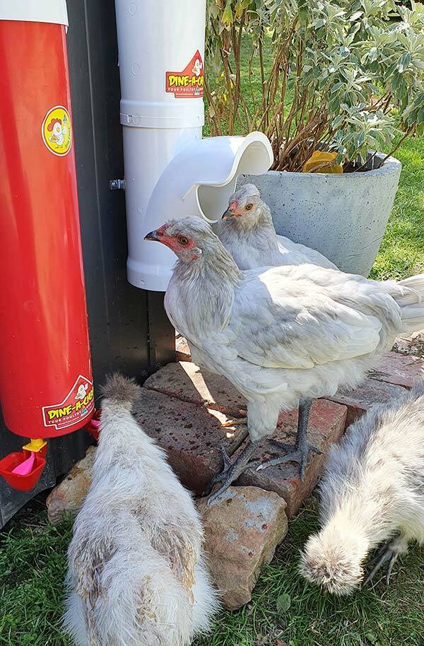 Large Chicken Feeder Triple Pack Best Prices Dine A Chook