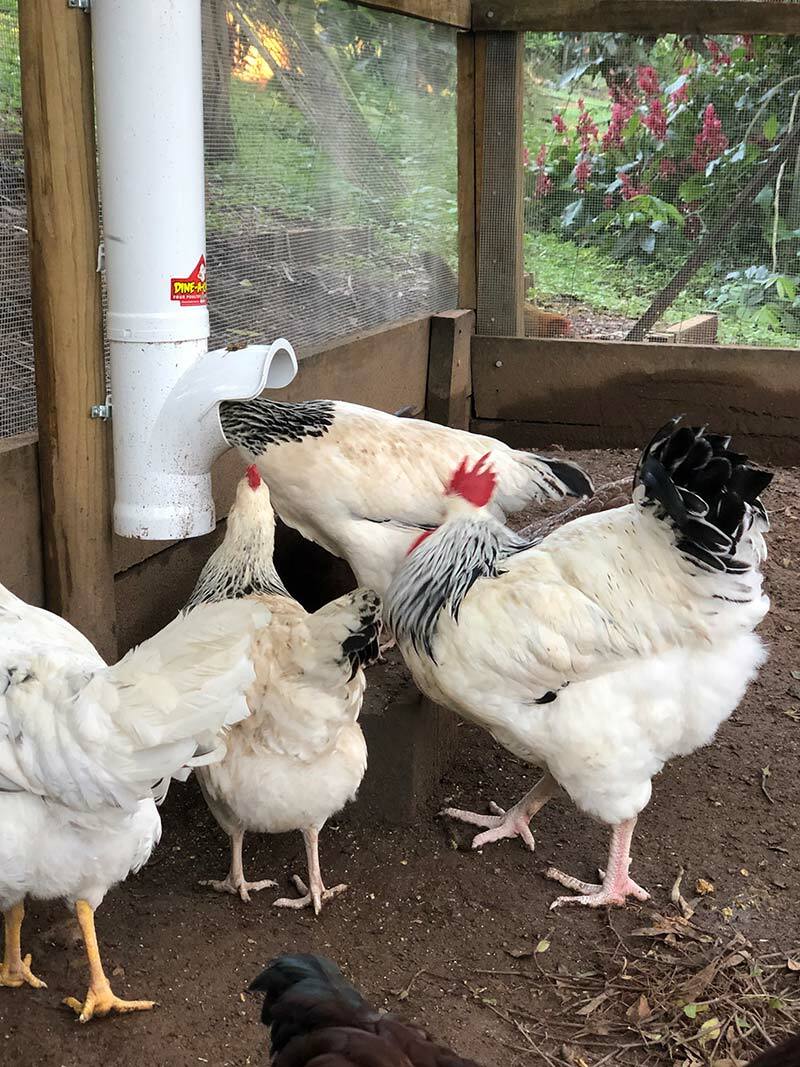 Chicken eating from the Dine-A-Chook Large Chicken Feeder