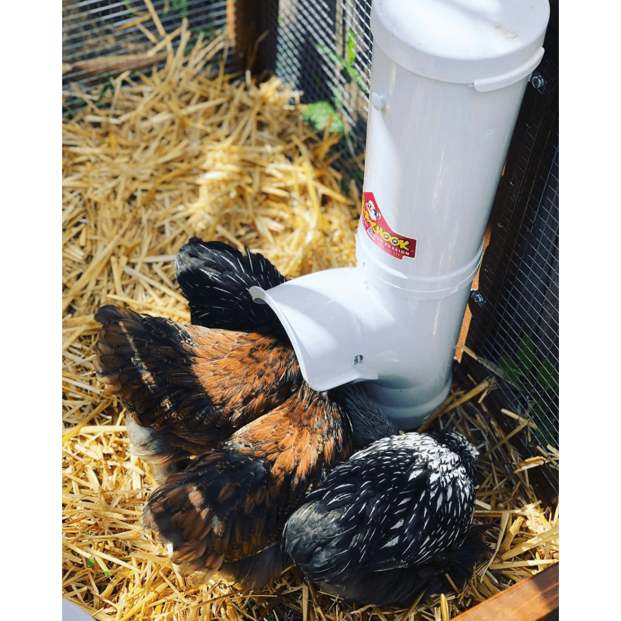 The image depicts a compact chicken feeder, designed for small-scale poultry keeping. The feeder is positioned against a backdrop, showcasing its streamlined design. The feeder is constructed from durable materials and features a secure lid that locks into place, ensuring protection from the elements and pests.